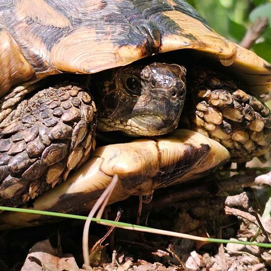 Testudo hermanni hermanni: Animal in habitat Boreal forest in the NatureSpots App