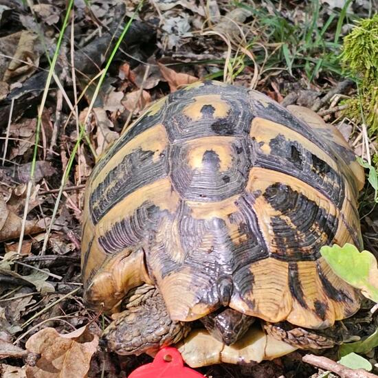 Testudo hermanni hermanni: Animal in habitat Boreal forest in the NatureSpots App