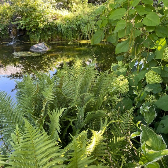 Landschaft: Süßwasser im Habitat Teich in der NatureSpots App