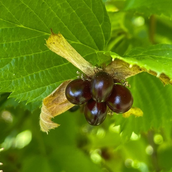 Rhodotypos scandens: Pflanze im Habitat Garten in der NatureSpots App
