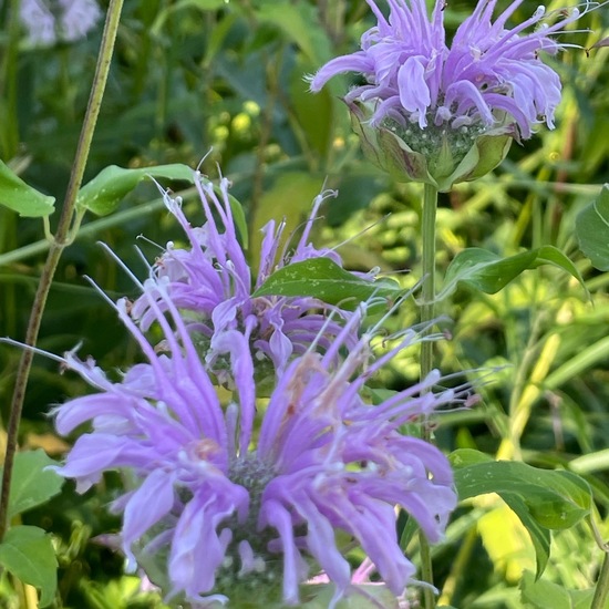 Wilde Bergamotte: Pflanze im Habitat Garten in der NatureSpots App