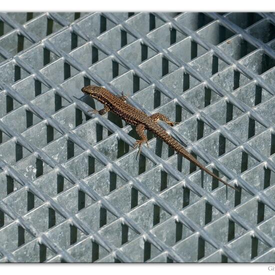 Podarcis muralis: Animal in habitat Road or Transportation in the NatureSpots App