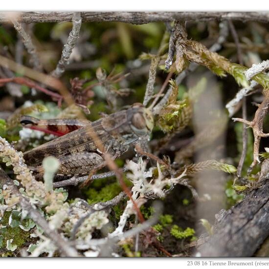 Italienische Schönschrecke: Tier im Habitat Bergwiese in der NatureSpots App