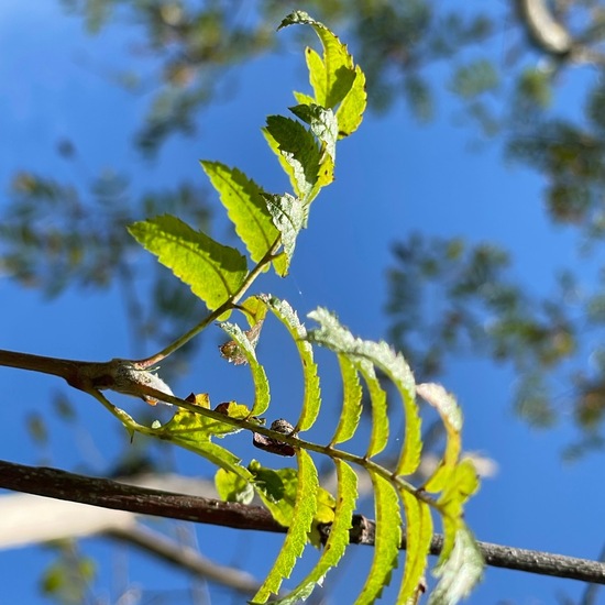 Sorbus aucuparia: Plant in habitat Grassland in the NatureSpots App