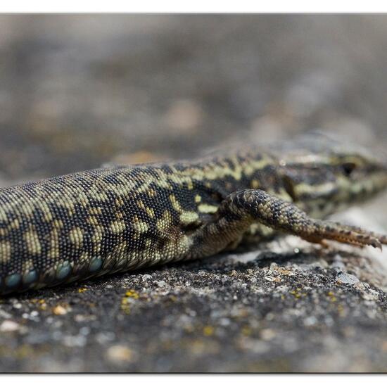 Podarcis muralis: Animal in habitat Road or Transportation in the NatureSpots App