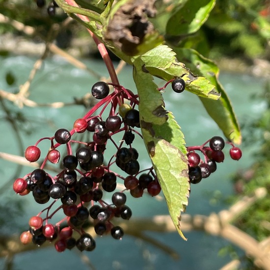 Schwarzer Holunder: Pflanze im Habitat Habitat manuell eingeben in der NatureSpots App