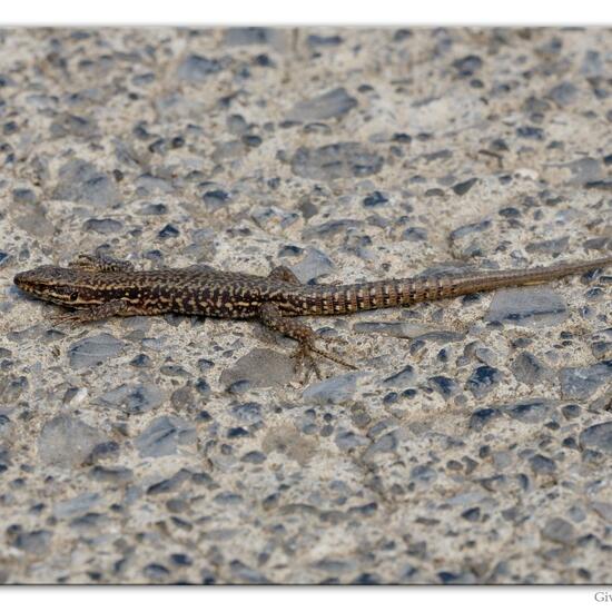 Podarcis muralis: Animal in habitat Road or Transportation in the NatureSpots App