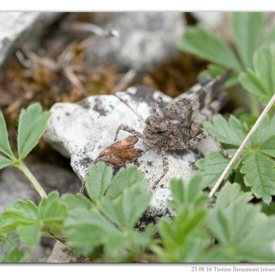 Blauflügelige Ödlandschrecke: Tier im Habitat Bergwiese in der NatureSpots App