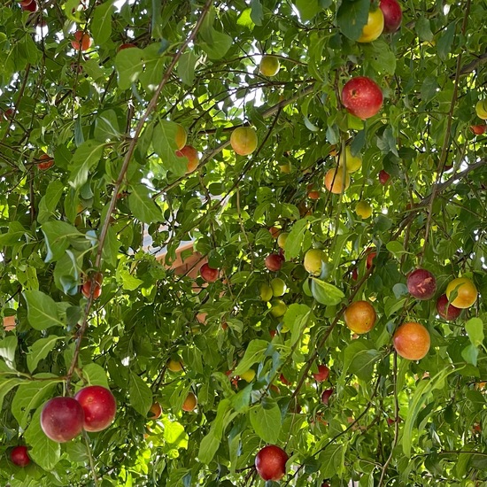 Prunus cerasifera: Plant in habitat Garden in the NatureSpots App