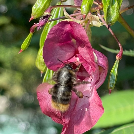 Wiesenhummel: Tier im Habitat Habitat manuell eingeben in der NatureSpots App