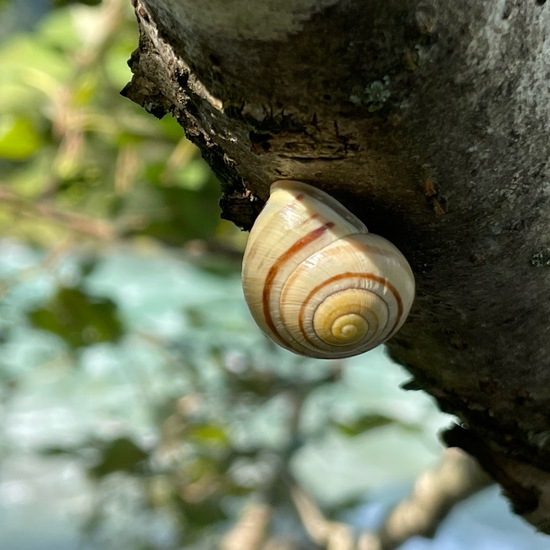 White-lipped snail: Animal in nature in the NatureSpots App