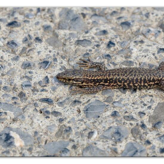 Podarcis muralis: Animal in habitat Road or Transportation in the NatureSpots App