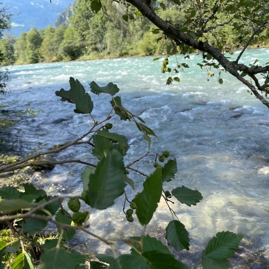 Grau-Erle: Pflanze im Habitat Habitat manuell eingeben in der NatureSpots App