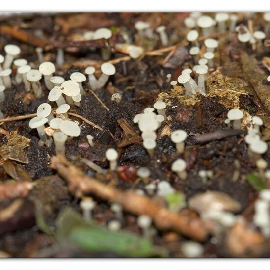 Cudoniella acicularis: Mushroom in habitat Forest in the NatureSpots App