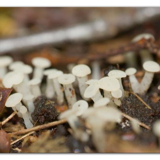 Cudoniella acicularis: Mushroom in habitat Forest in the NatureSpots App