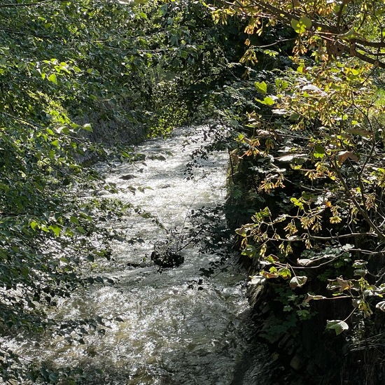 Landscape: Freshwater in habitat Stream in the NatureSpots App