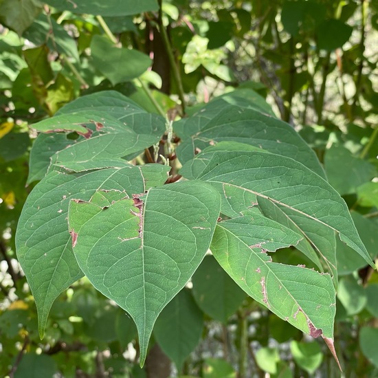 Reynoutria japonica: Pflanze im Habitat Auwald in der NatureSpots App