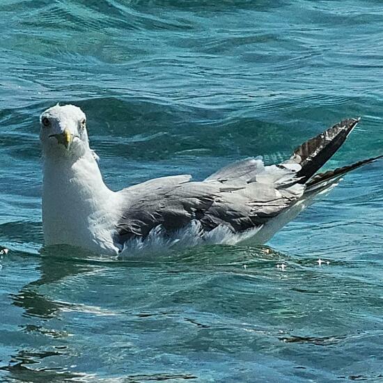 Caspian Gull: Animal in habitat Sandy coast in the NatureSpots App