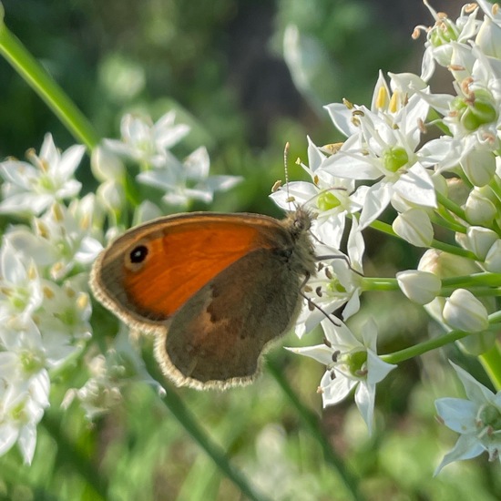 Small Heath: Animal in habitat Garden in the NatureSpots App