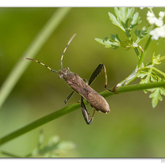 Alydus calcaratus: Animal in habitat Road or Transportation in the NatureSpots App