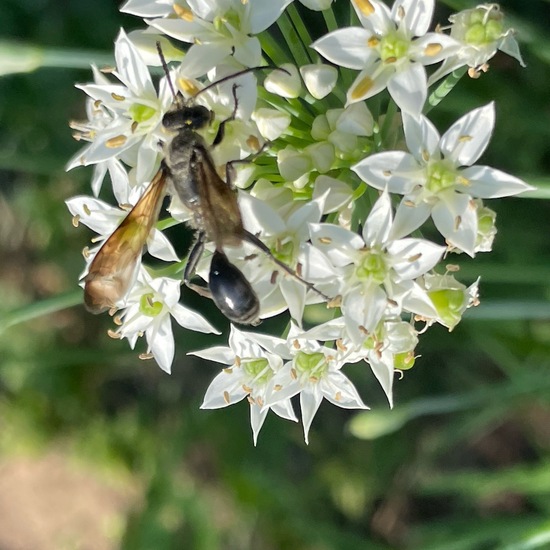 Isodontia mexicana: Animal in habitat Garden in the NatureSpots App