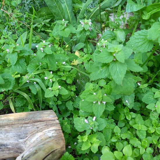 Red dead-nettle: Plant in nature in the NatureSpots App