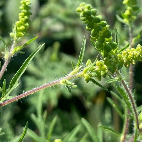 Ambrosia artemisiifolia var. artemisiifolia: Plant in habitat Crop cultivation in the NatureSpots App