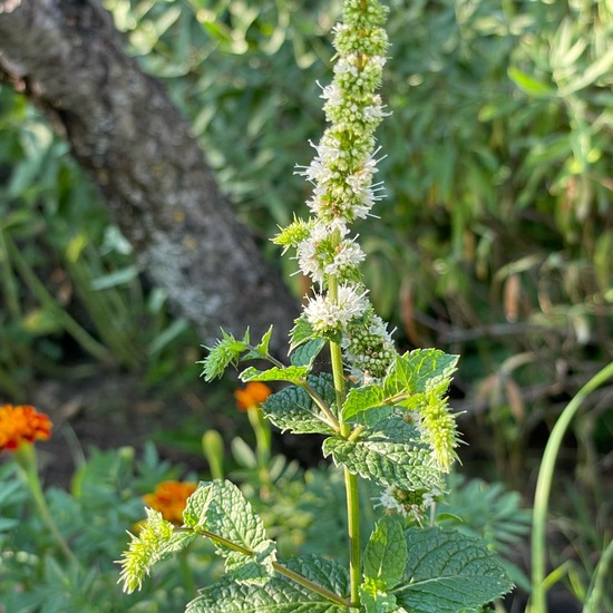 Mentha spicata: Plant in habitat Garden in the NatureSpots App