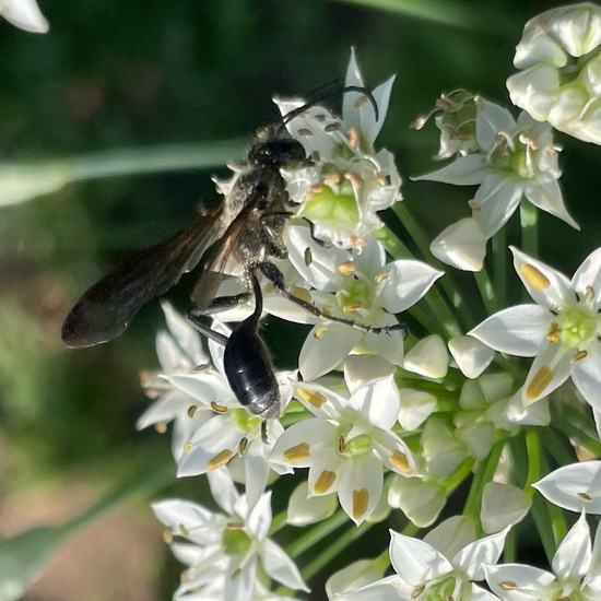 Isodontia mexicana: Animal in habitat Garden in the NatureSpots App