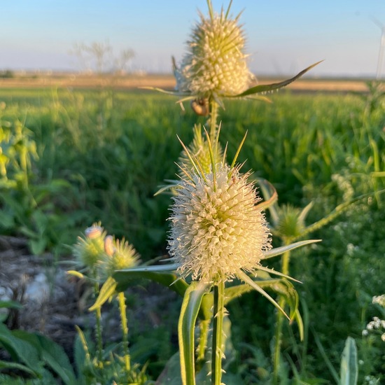 Dipsacus fullonum: Plant in habitat Agriculture in the NatureSpots App