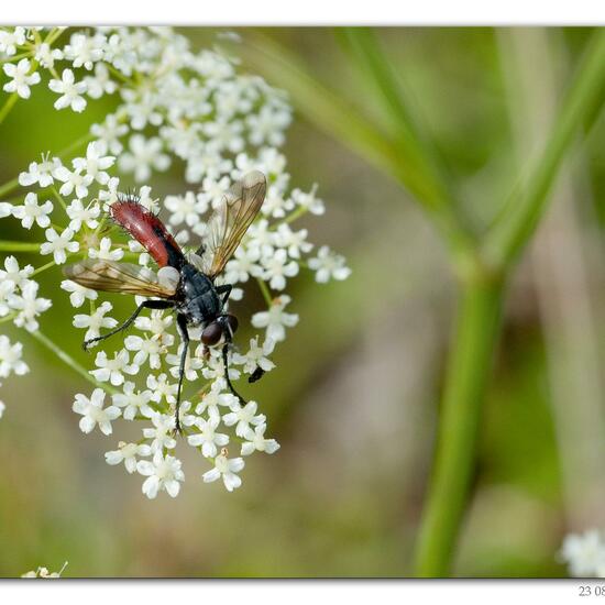 Cylindromyia bicolor: Animal in habitat Road or Transportation in the NatureSpots App