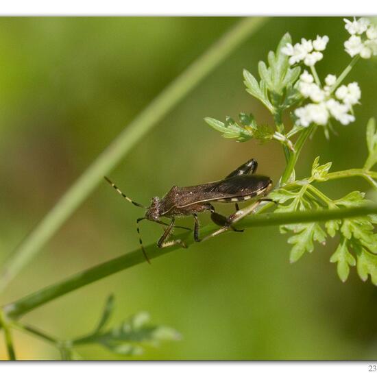 Alydus calcaratus: Animal in habitat Road or Transportation in the NatureSpots App