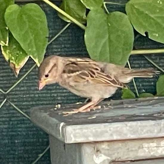 House Sparrow: Animal in habitat Garden in the NatureSpots App