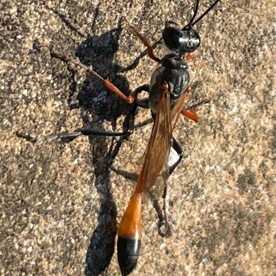 Ammophila sabulosa: Animal in habitat City and Urban in the NatureSpots App