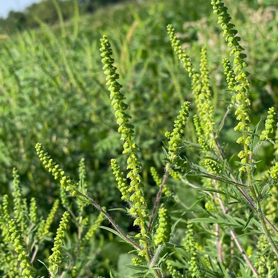 Ambrosia artemisiifolia var. artemisiifolia: Plant in habitat Crop cultivation in the NatureSpots App