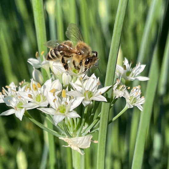 Apis mellifera: Animal in habitat Garden in the NatureSpots App