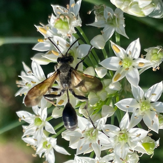 Isodontia mexicana: Animal in habitat Garden in the NatureSpots App