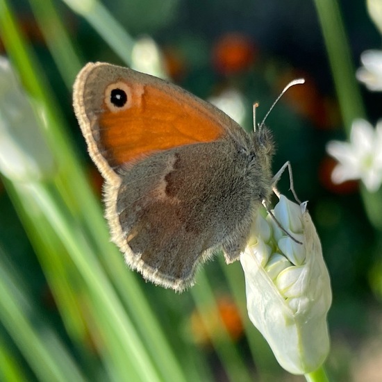 Small Heath: Animal in habitat Garden in the NatureSpots App