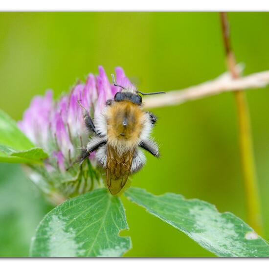 Bombus pascuorum: Animal in habitat Semi-natural grassland in the NatureSpots App