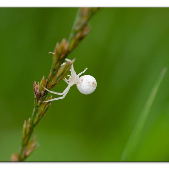 Misumena vatia: Animal in habitat Natural Meadow in the NatureSpots App