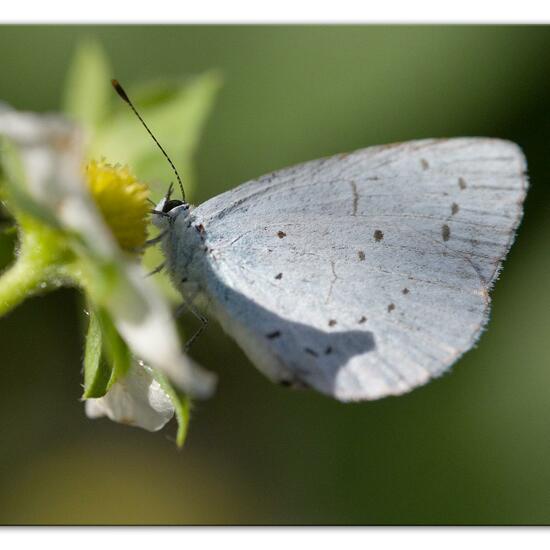 Holly Blue: Animal in habitat Garden in the NatureSpots App