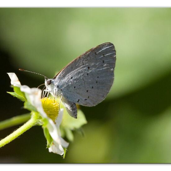 Holly Blue: Animal in habitat Garden in the NatureSpots App