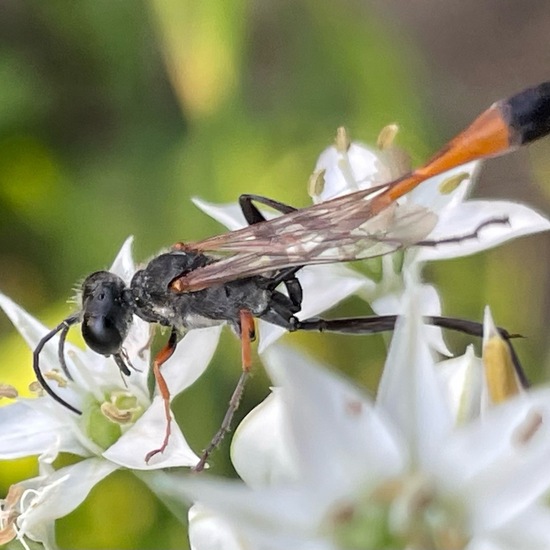 Ammophila sabulosa: Animal in habitat City and Urban in the NatureSpots App