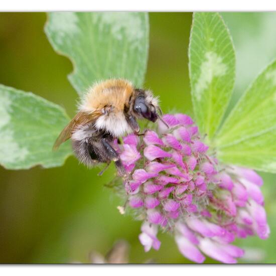 Bombus pascuorum: Animal in habitat Semi-natural grassland in the NatureSpots App