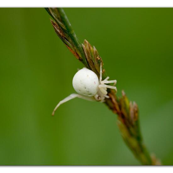 Misumena vatia: Animal in habitat Natural Meadow in the NatureSpots App