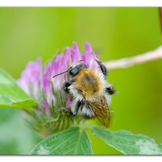 Bombus pascuorum: Animal in habitat Semi-natural grassland in the NatureSpots App