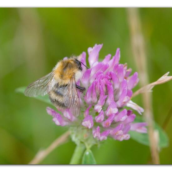 Bombus pascuorum: Animal in habitat Semi-natural grassland in the NatureSpots App