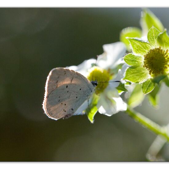 Holly Blue: Animal in habitat Garden in the NatureSpots App