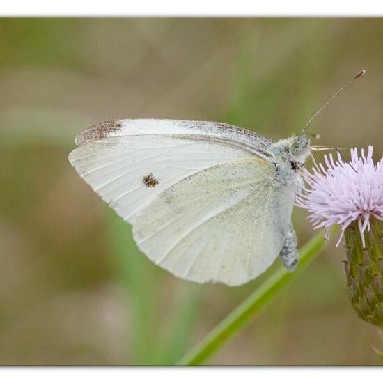 Pieris rapae: Animal in habitat Semi-natural grassland in the NatureSpots App