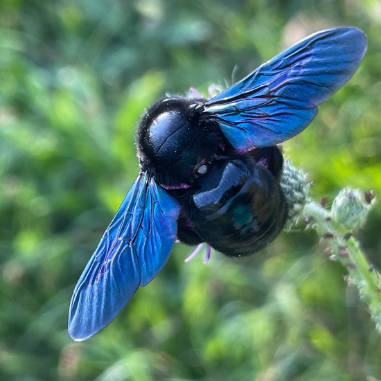 Xylocopa violacea: Animal in habitat Garden in the NatureSpots App